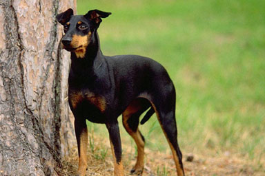 Il Manchester Terrier