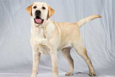 Labrador: una razza da pet therapy