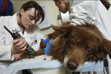 Troppi i casi di tumore nel cane e nel gatto