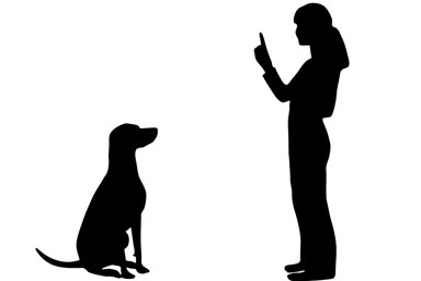 Il dovere di educare un cane e il diritto di avere un proprietario educato