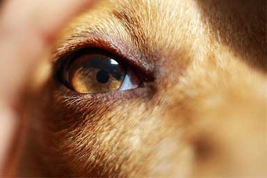 Atrofia progressiva della retina nel cane