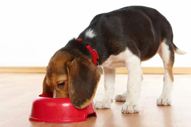 Cosa mangia il nostro cane: una cronoguida per poter scegliere!