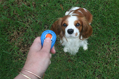 Il clicker, un valido strumento per l'educazione del cane