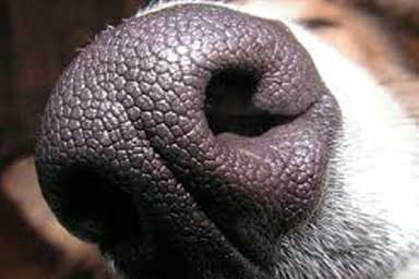 Quanto è acuto l'olfatto del cane?