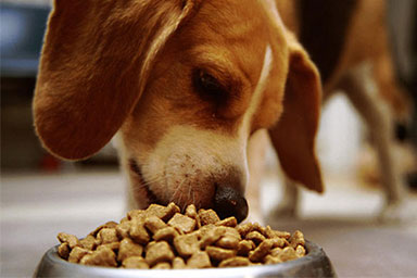 Diete ipoallergeniche nel cane: attenzione