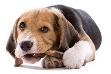 Il beagle e la soddisfazione di masticare
