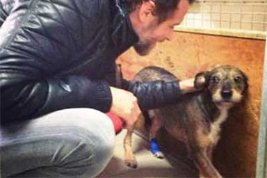 Jovanotti salva un cane trovatello. Sui social l’appello: “Adottate Biagio”