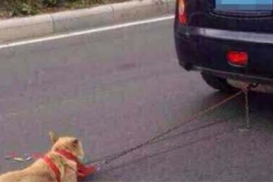 Trascina il cane con l’auto per chilometri. Ora è caccia all’uomo