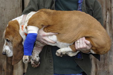 Rottura LCA nel cane: la diagnosi