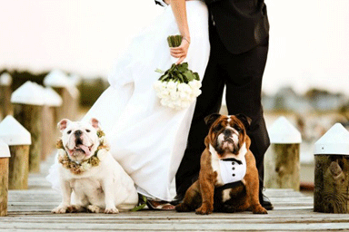 Finalmente anche gli sposi cinofili possono portare il loro cane al matrimonio!