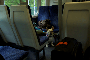 NTV, anche i cani oltre i dieci chili potranno viaggiare sui treni ad alta velocità