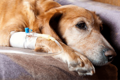 Chemioterapia veterinaria: attenzione alla sua tossicità