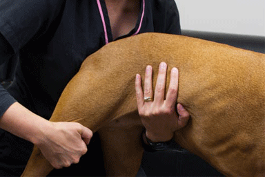 La displasia dell'anca nel cane