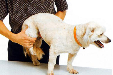 Displasia dell'anca nel cane: un aiuto dal silicio
