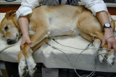 L'elettrocardiogramma nel cane