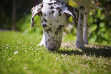 “Che naso grande che hai!”: l'olfatto del cane