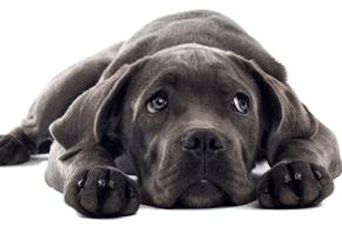 Gastriti nel cane e nel gatto: attenzione all'abuso di antiacidi