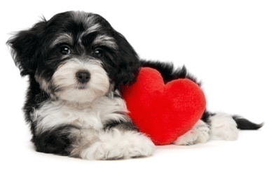 Malattie cardiache nel cane e nel gatto