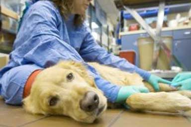 Oncologia veterinaria integrata nel cane e nel gatto