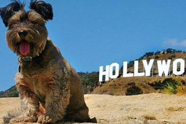 Coming Soon: MovieDog - "Fai del tuo cane una star..!"