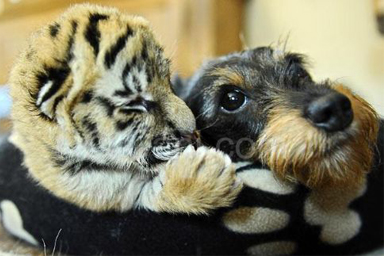 Una tigre tra i cuccioli