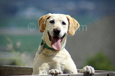 Abruzzo, nuovo corso per padroni di cani