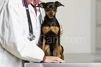 Cane dal veterinario gratuitamente!