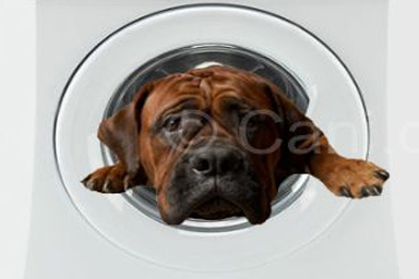 Cani in lavatrice