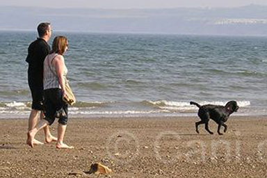 Nuova proposta Enpa: cani in spiaggia!
