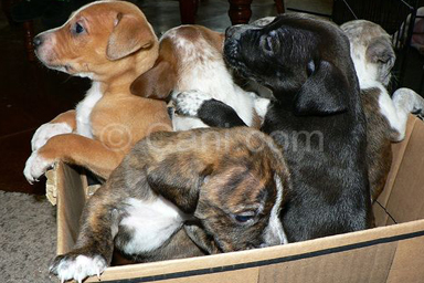 Salvati 13 piccoli cuccioli di cane