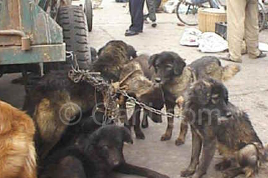 In Cina cani vittime di barbarie