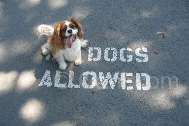 Cani ammessi in tutti i luoghi pubblici