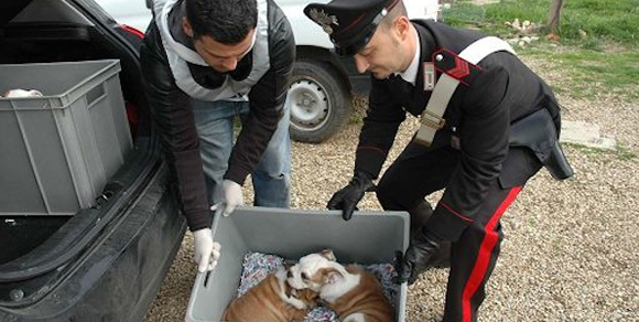 Traffico di animali: a Palmanova sequestrati 400 cagnolini
