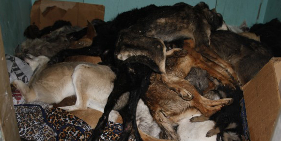 Strage cani in Ucraina, Ciliegia trova una nuova famiglia in Italia