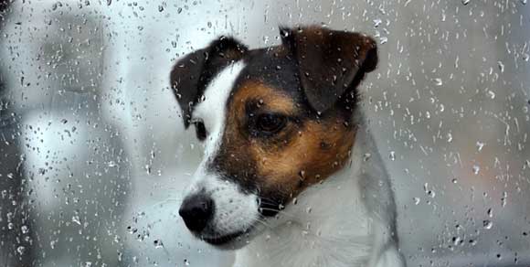 Uno studio rivela: “Cani come meteorologi”