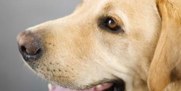Fido e il super olfatto: cagnolina salva uomo con diabete