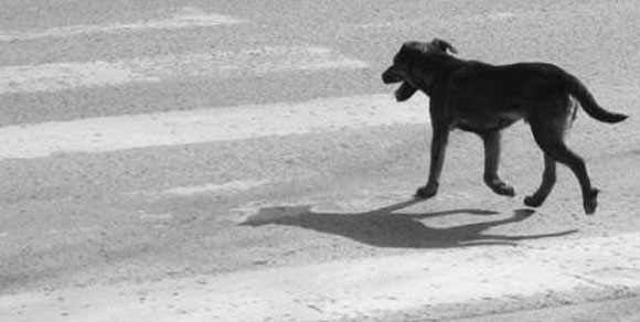 Romania, cani come educatori stradali: uno spot per sensibilizzare i pedoni