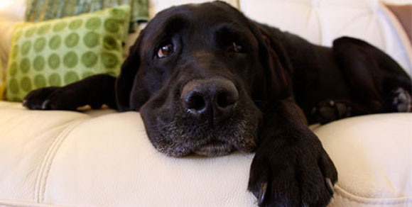 Aidaa: “Un cane su tre tenuto in appartamento vive in cattive condizioni”