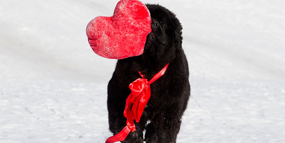 Allarme San Valentino, l’Aidaa: “Il 70 per cento dei cani regalati viene abbandonato”