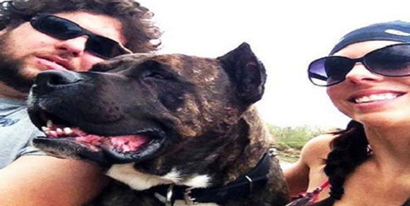 Lo condannano a morte: il web si mobilita per salvare il cane guida Dutch