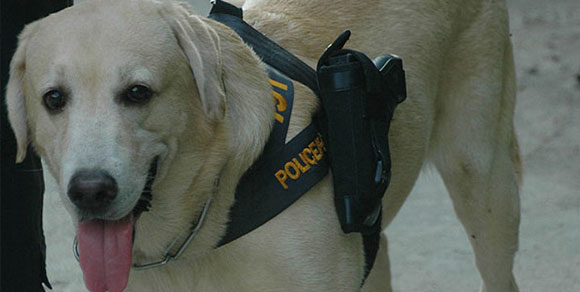 In Thailandia cani Labrador con la pistola!