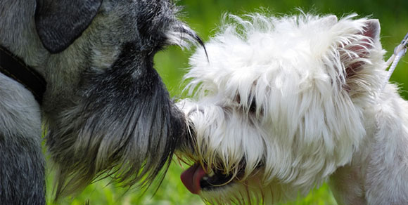 Uno studio rivela: “I cani si riconoscono fra loro non solo con l’olfatto, ma anche a vista”