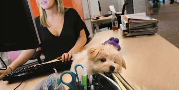 Firenze, l’Enpa: “Lasciate entrare i cani in ufficio, aumentano la produttività”
