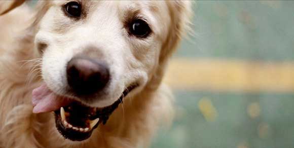 Uno studio rivela: “Gli uomini sanno riconoscere le emozioni dei propri cani”. Ecco come