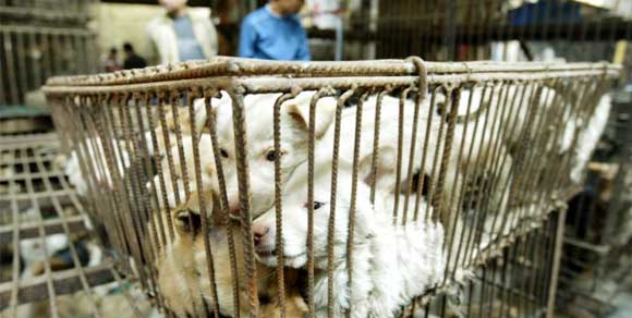 Cani…in padella! In Cina sono 30.000 quelli uccisi a bastonate ogni giorno