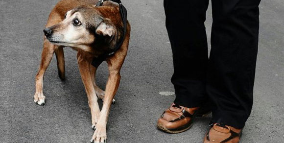 Cane salva la proprietaria da una frana.  Un altro ritrova bimbo di due anni perso nel bosco