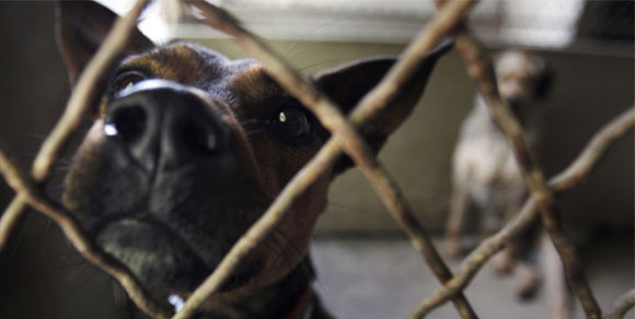 Aidaa, canili al collasso: sono 40.000 i cani che stanno morendo di fame