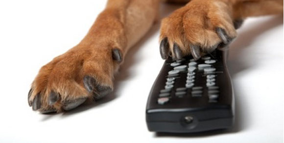 Tv digitale, cani a rischio dipendenza