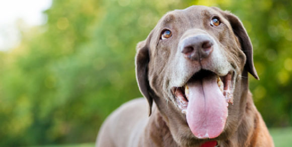 Uno studio americano rivela: “I cani sterilizzati vivono più a lungo”