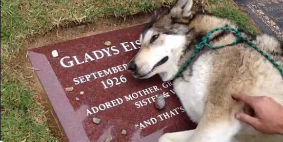 Wiley, il cane che piange sulla tomba della nonna